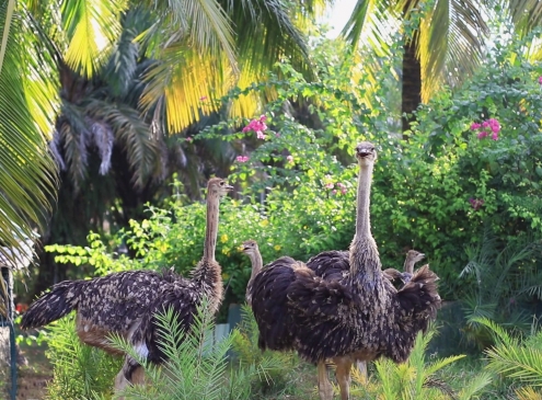LẠC VÀO KHU VƯỜN CÙNG NHỮNG “CƯ DÂN MỚI” SIÊU ĐẶC BIỆT CỦA ECOGARDEN